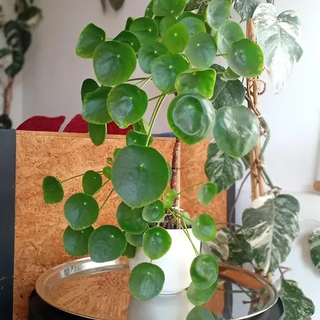 Kanela B-side Apartment Machico (Madeira)