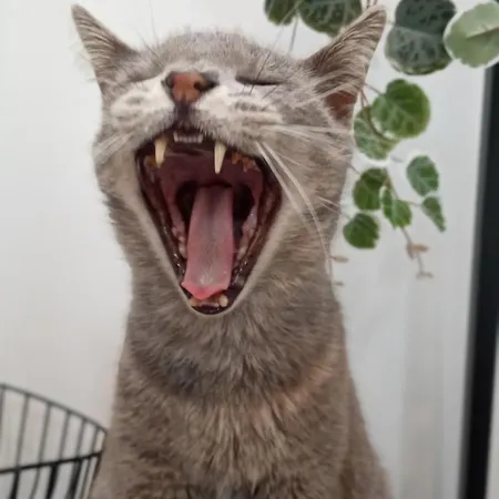 Kanela B-side Apartment Machico (Madeira)