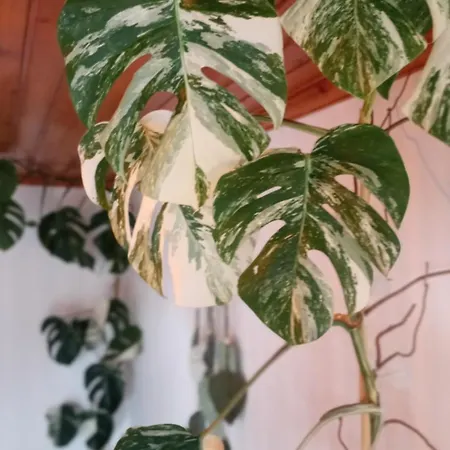 Kanela B-side Machico (Madeira)