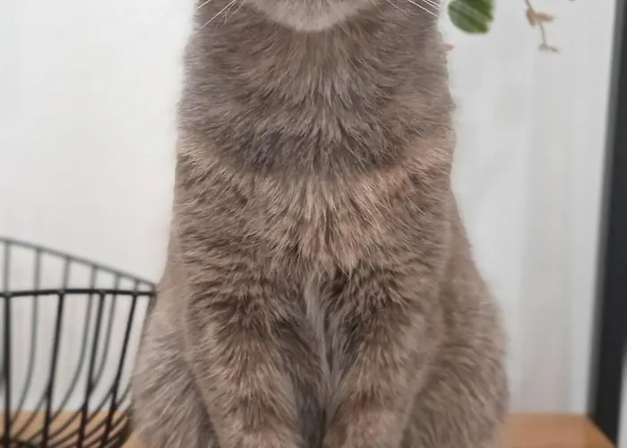 Kanela B-side Lägenhet