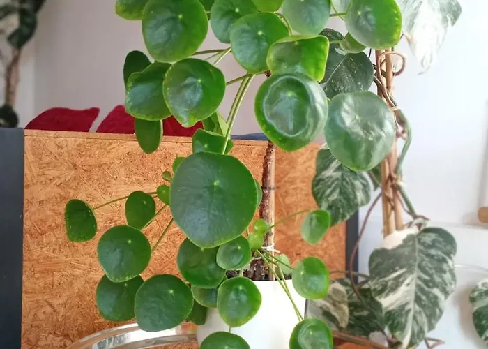 Kanela B-side Apartament Machico (Madeira)