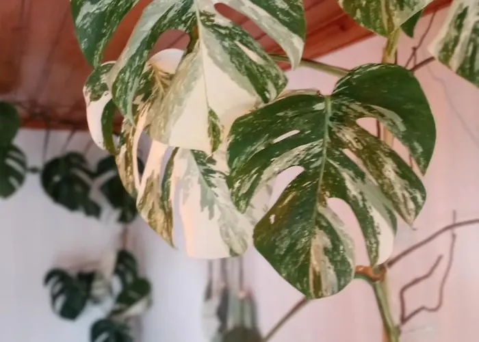 Kanela B-side Apartament