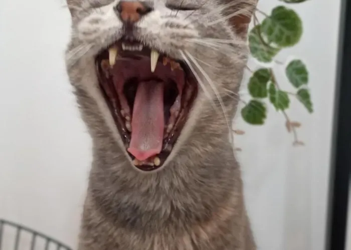 Kanela B-side Apartament Machico (Madeira)