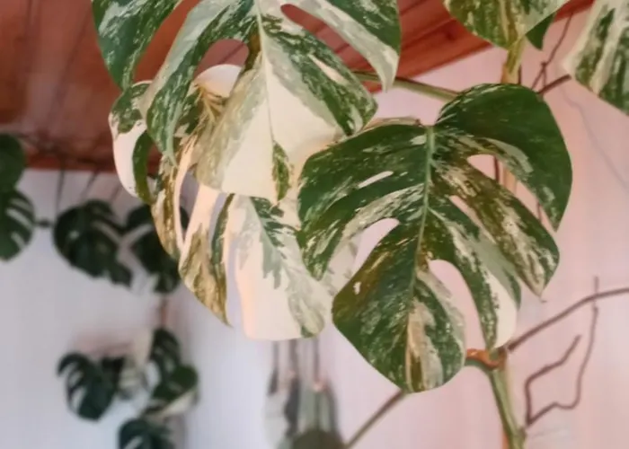 Kanela B-side Machico (Madeira)