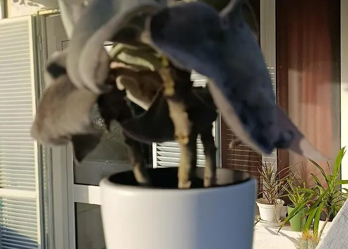 Kanela B-side Apartmán